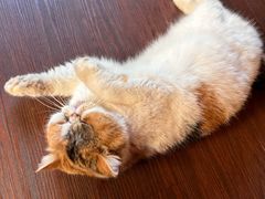 -猫岛主趣味餐厅(鼓浪屿店)