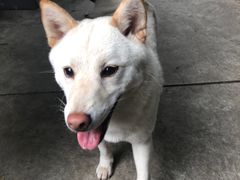 -柴犬高等学院·狗咖·柴犬售卖·宠物训练