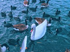 -海德公园