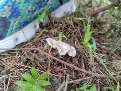 -黄海国家森林公园