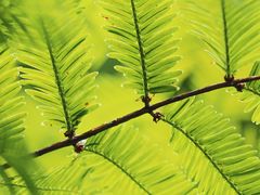 -桤木河湿地公园