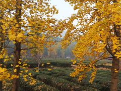 银杏撒在茶田里-旺山景区