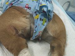 -达爱动物医院·犬猫分区·CT·复杂眼科(远洋山水分院)