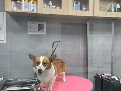 -宠福鑫康馨动物医院·骨科·眼科