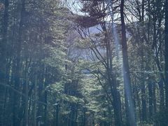 -朱雀国家森林公园