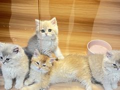 -猫十亿·布偶金渐层·曼基康矮脚猫舍(青年路店)