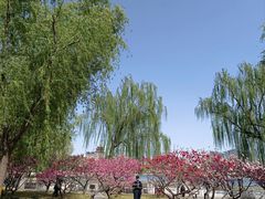 -莲花池公园