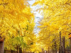 -三里屯东五街银杏大道