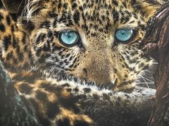 -罗红摄影艺术馆