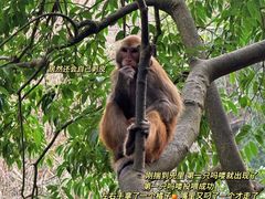 -黔灵山公园