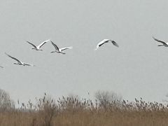 -盐城丹顶鹤湿地生态旅游区