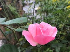 -渭南桃花源民俗文化园