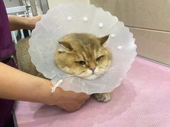 -北京观赏动物医院·24小时大型综合·猫专科·异宠专科