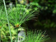 -中国科学院华南植物园