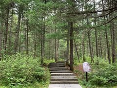 -汤旺河林海奇石景区