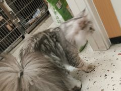 -瑞派康怡24h宠物医院·犬猫医疗中心·微创绝育(瑞景分院)