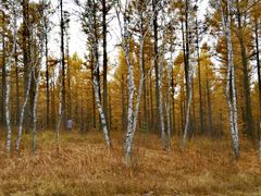 -塞罕坝国家级自然保护区