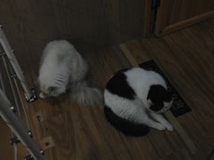 -MOCHA明星猫咖(田子坊店)