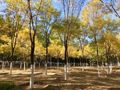 -大兴滨河森林公园