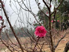 -中山市树木园