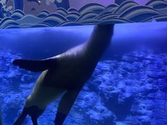 -海合安青岛极地海洋公园