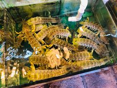 椒盐有糕赖尿虾-猪肉婆私房菜(容桂总店)