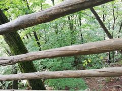 -天女山森林公园