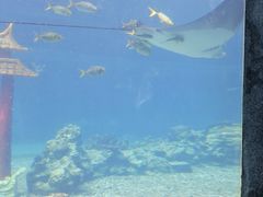 -涛·海底餐厅·美人鱼·自助餐·海底隧道(三亚海棠湾洲际度假酒店)
