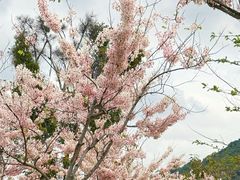 -白石龙音乐公园