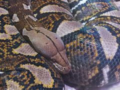 -北京野生动物园