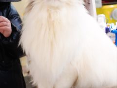 -momokira米努特·德文卷毛猫·棉花面纱犬