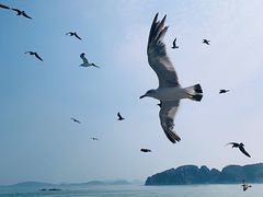 -海驴岛(荣成市)