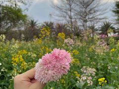 -天适樱花悠乐园