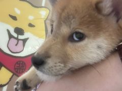 -柴犬小屋·柴餐厅·狗咖食堂(金鼎广场店)