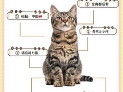 -lincat·猫舍(广州店)