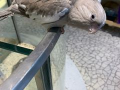 -momokira米努特·德文卷毛猫·棉花面纱犬