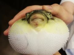 -肆月河豚·新淮扬(金融街店)