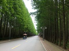 -日照海滨国家森林公园