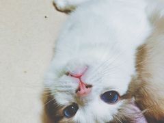 -猫在这儿猫咪咖啡馆·撸猫馆