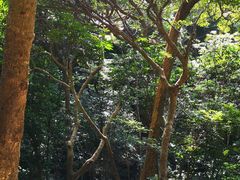 -梧桐山风景名胜区