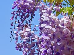 -嘉定紫藤园