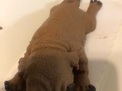 -Dark Horse·黑马蛋糕·低脂·低糖淡奶(金匙望湖大厦店)