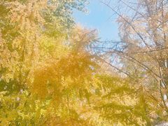 -三里屯东五街银杏大道
