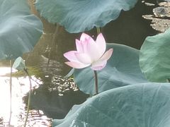 -惠州西湖丰渚园