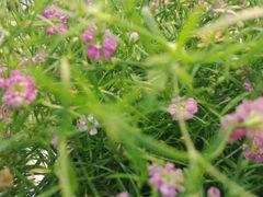 android_upload_pic-双季花艺园艺市场(浦东店)