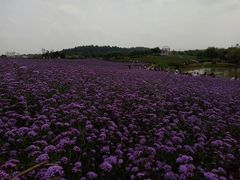 -大塘金香草谷