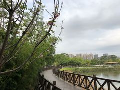 -大亚湾红树林城市湿地公园