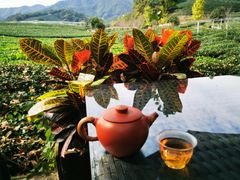 -龙坞茶村