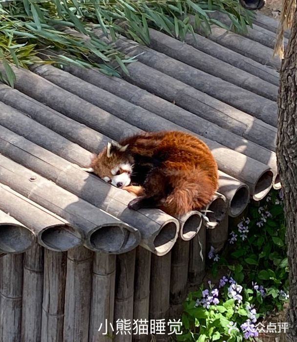 大连森林动物园图片