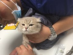 -伟伟宠物医院·CT影像中心·瑞派犬猫综合性门诊(汉口总院)